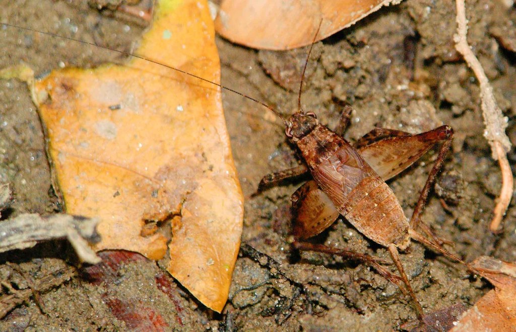 Agnothecous albifrons