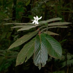 Atractocarpus mollis