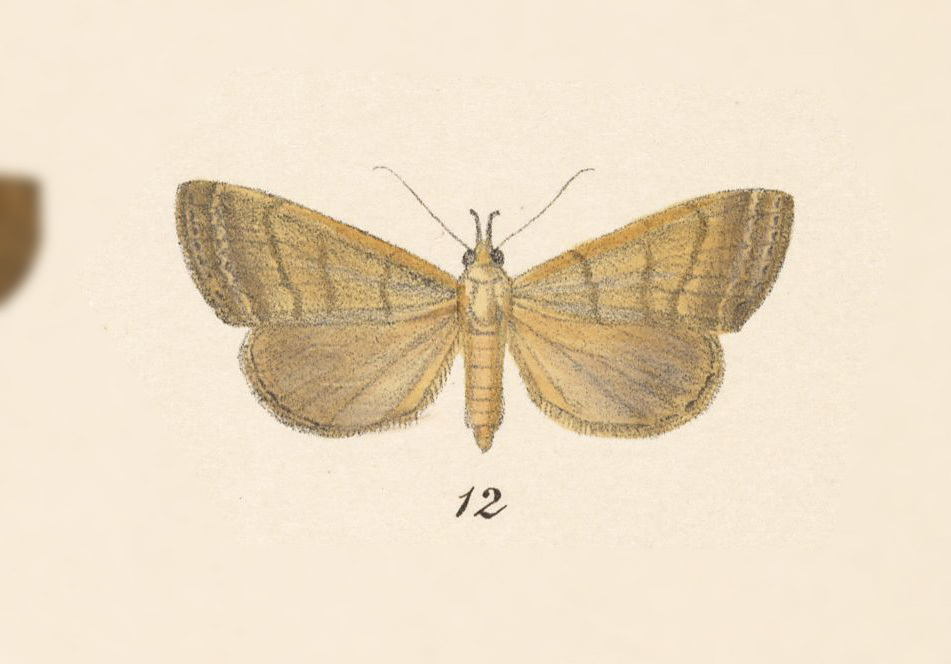 Ceromacra mapeta