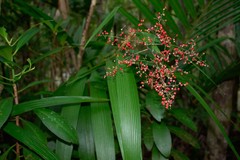 Joinvillea ascendens