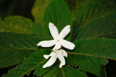 Atractocarpus mollis