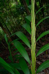 Joinvillea ascendens