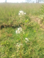 Lysimachia candida