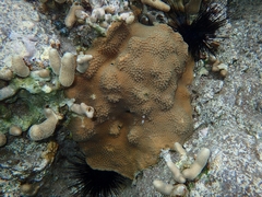 Orbicella faveolata