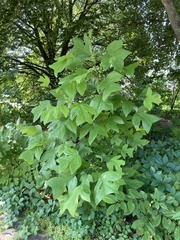 Liriodendron