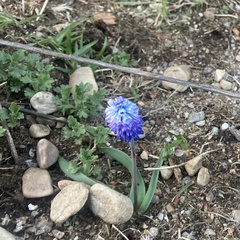Muscari azureum