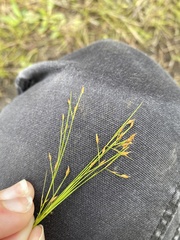 Rhynchospora rariflora