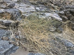 Funastrum hirtellum