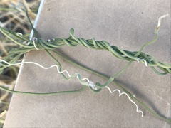Funastrum hirtellum