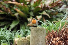 Erithacus rubecula