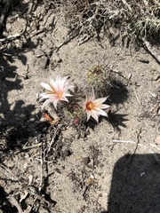 Mammillaria hutchisoniana louisae
