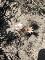 Mammillaria hutchisoniana louisae