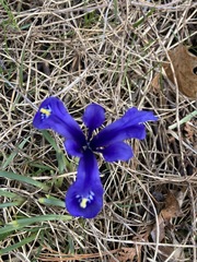 Iris reticulata