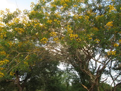 Cenostigma pyramidale