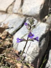 Stemodia durantifolia