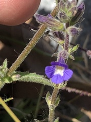 Stemodia durantifolia
