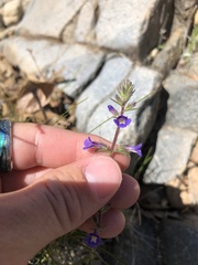 Stemodia durantifolia