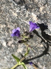 Stemodia durantifolia