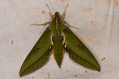 Image of Xylophanes virescens