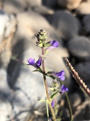 Stemodia durantifolia