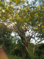 Cenostigma pyramidale