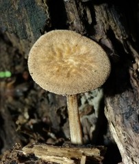 Hispidoderma