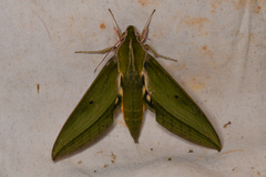 Xylophanes virescens