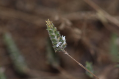 Carlowrightia