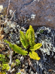Polystichum andinum