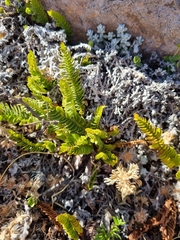 Polystichum andinum
