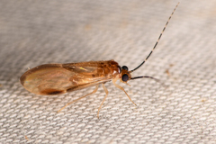 Amphipsocidae