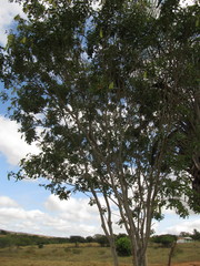 Cenostigma pyramidale