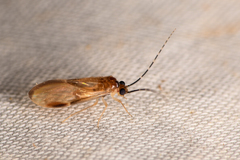 Amphipsocidae