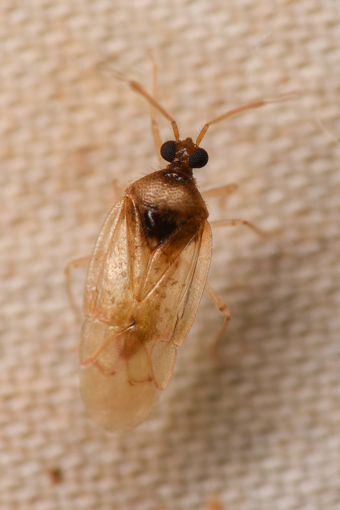 Hyaliodocoris labeculata