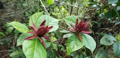Calycanthus floridus