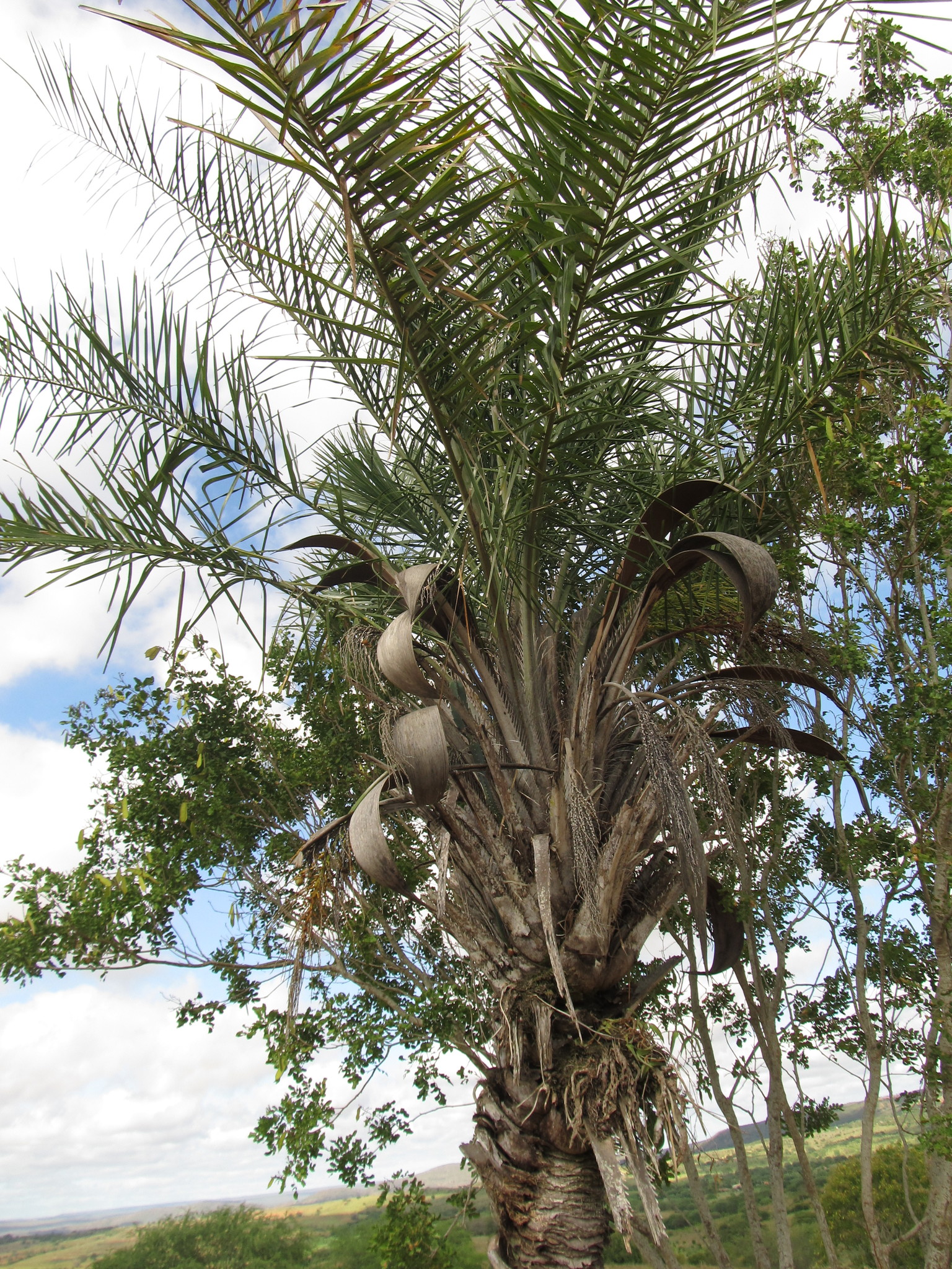 Syagrus coronata