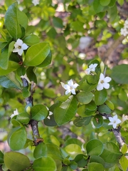 Randia obcordata