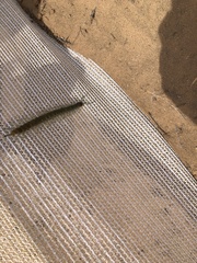 Scolopendra aztecorum