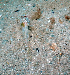 Nesogobius pulchellus