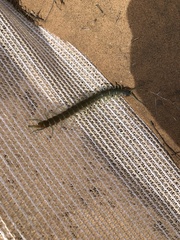 Scolopendra aztecorum