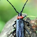 Red Necked Longhorn Beetle - Photo (c) Jake David MacLennan, some rights reserved (CC BY-NC), uploaded by Jake David MacLennan