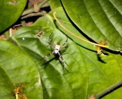 Argiope mangal