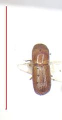 Xyleborus volvulus