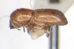 Xyleborus volvulus