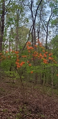Rhododendron calendulaceum