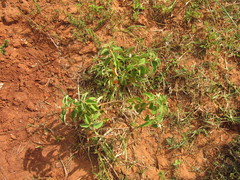 Croton heliotropiifolius