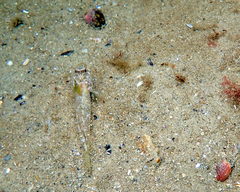 Nesogobius pulchellus