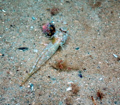 Nesogobius pulchellus
