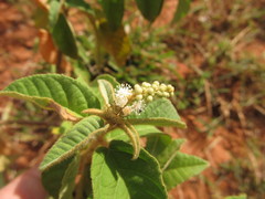 Croton heliotropiifolius