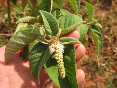 Croton heliotropiifolius